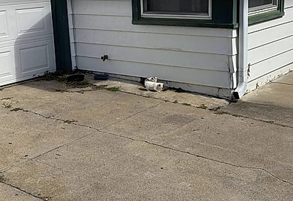 Após horas de paciência e muito trabalho em equipe, os socorristas conseguiram atrair os filhotes.