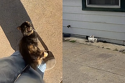 Bilhete na porta de casa alerta administradores de imóveis sobre gatinhos abandonados