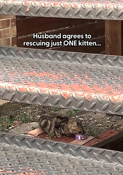 A intenção de Rhett era resgatar apenas um gatinho, mal sabia ele que, na verdade, estava prestes a conhecer cinco.