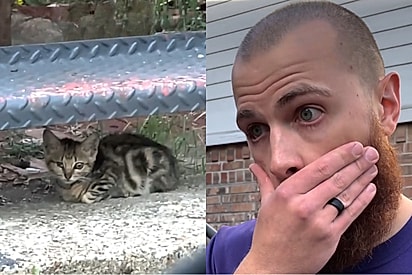 Namorado concorda em ajudar apenas um gatinho, mas logo depois situação foge do controle.