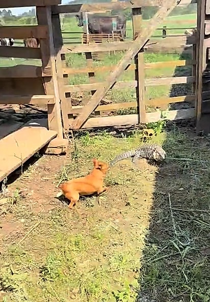 As cachorrinhas atacando o lagarto.