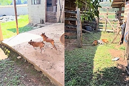Tutor se desespera ao ver quem estava ameaçando suas cachorrinhas; pets resolveram não deixar quieto.
