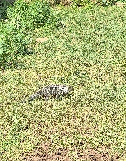 O lagarto tomando um banho de sol.