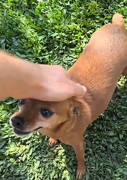 As cachorrinhas e o lagarto não ficaram feridos.