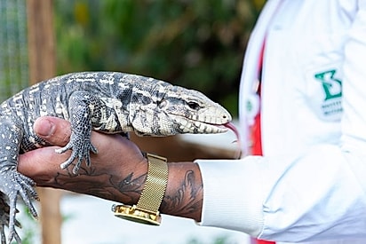 Imagem de um lagarto teiú.