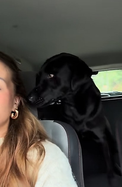 Ela colocou os cães no carro e os levou para casa.