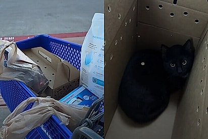 As amigas voltaram para casa com mais um gato.