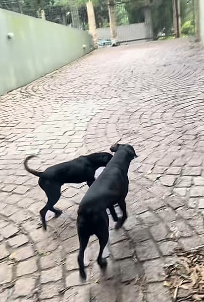A jovem encontrou os dois cães em frente à padaria.