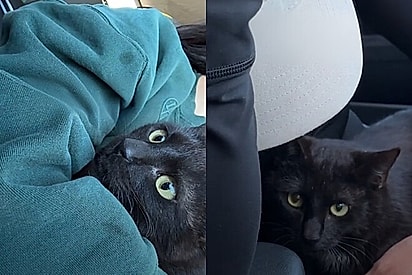 O gatinho recebeu o nome de Bear.