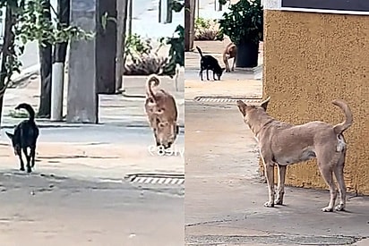 Solidariedade Canina: Cães começam a mancar para imitar amigo de três patas e cena chama atenção 