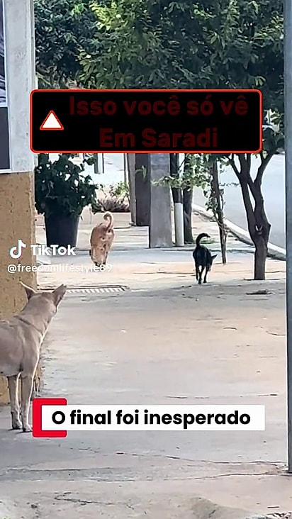 A cena chamou a atenção de Alecio que decidiu filmar.