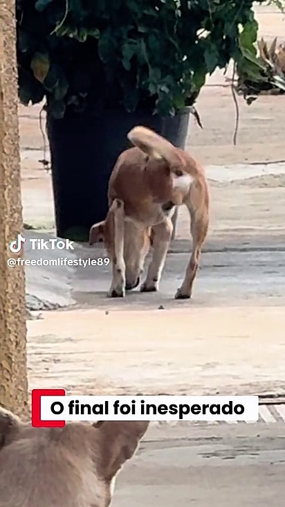 O motivo do primeiro é plausível visto que ele não tem uma perna.