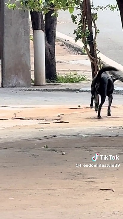 Aparentemente um estava com a pata machucada.