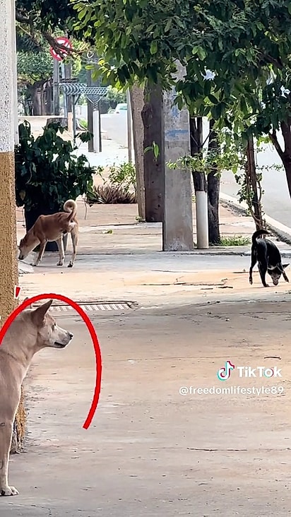 Um terceiro cachorro observou o comportamento e repetiu.