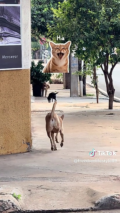 O caramelo decidiu imitar os outros cães.