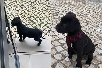 Moça adota filhotinho porte médio da OLX e poucos meses depois ele vira um gigante belíssimo de mais de 40 KG