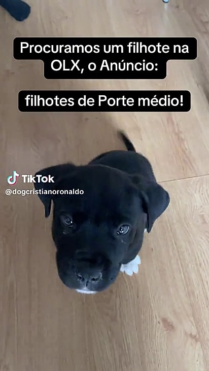 O cão foi comprado na OLX.