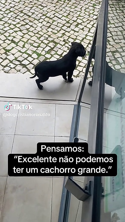 A família acreditava que ele seria porte médio.