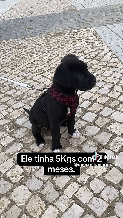 O cão apresentava crescimento além do esperado ainda filhote.