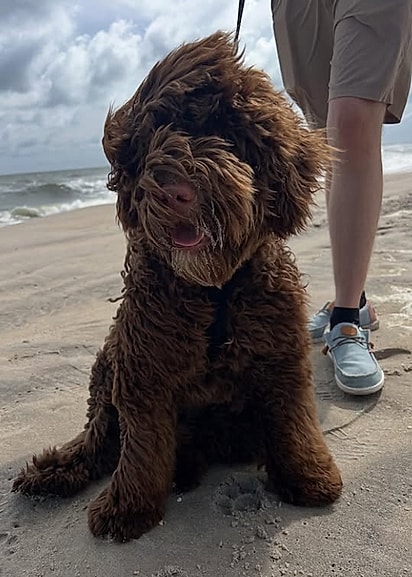 Mako, um Cão d’Água Português.