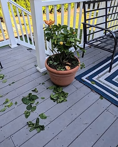 Mako fez jardinagem na casa dos avós.