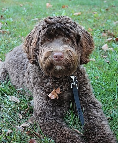 Mako, um Cão d’Água Português.