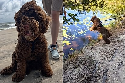 Mulher pede para seus pais tomarem conta do seu cachorro - mas ela não estava preparada para o que aconteceria