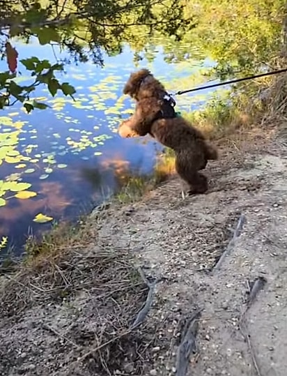 O cão é apaixonado pelo lago de carpas.