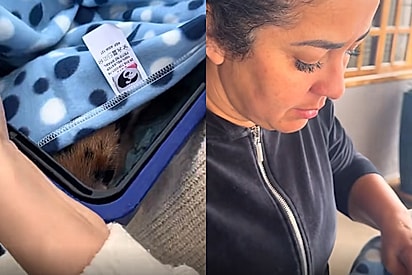 Filha filma reação de mãe após descobrir qual animal de estimação diferente adotou sem avisar qual era