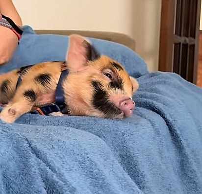 Virgulino é um filhote de mini porco.