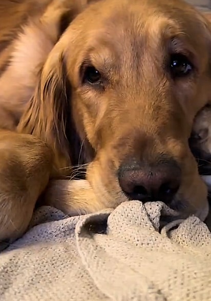 Zara é uma golden retriever dengosa.