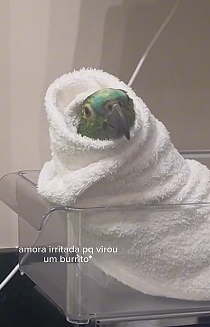 Os veterinários enrolaram a papagaia em uma toalhinha para conseguir medir o peso.