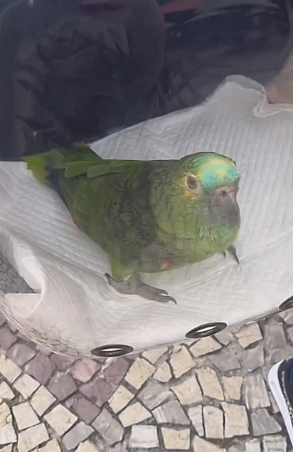 Amora na mochila de transporte.