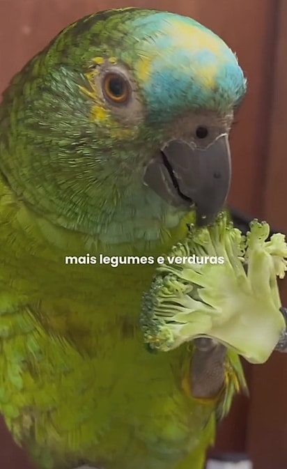 A papagaia Amora comendo um brócolis.