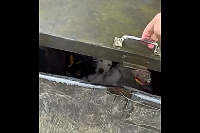 Mulher abre caçamba e encontra uma família congelando olhando para ela.