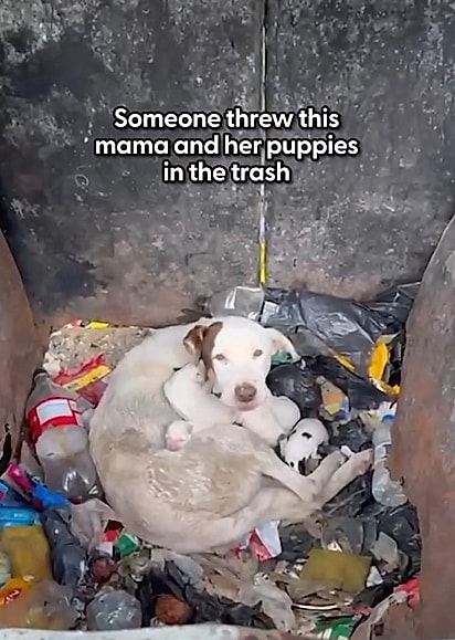 A cachorrinha foi abandonada com seus filhotes dentro de uma caçamba de lixo.
