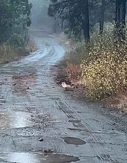 Á beira da pista, Ross encontrou um animal em apuros.