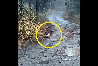 Durante tempestade, motorista fica de coração partido ao encontrar animal lindo coberto de lama na beira de estrada.