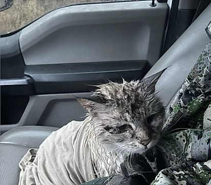 Ross resgatou a gatinha e a levou para casa.