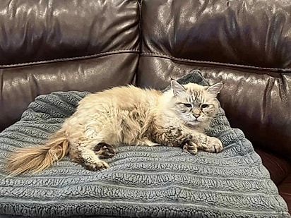 A gatinha está muito confortável na casa da família que a resgatou.