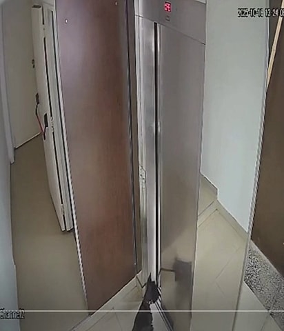 A porta do elevador fechou antes do cão entrar.