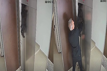 Em momento tenso, vizinho age rápido para salvar cachorro que ficou preso pela guia em elevador