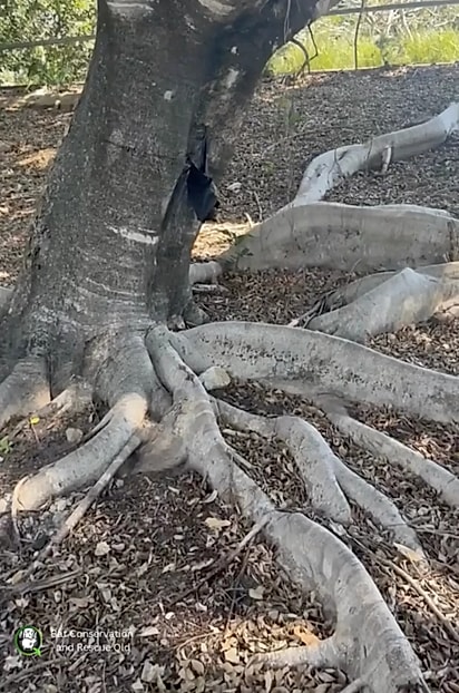 A mulher encontrou uma sombra na árvore.