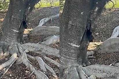 Mulher vê mancha preta assustadora em árvore e percebe ser um bicho selvagem precisando de ajuda