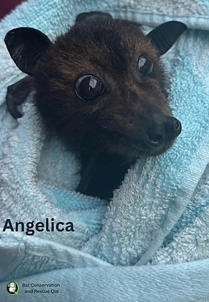 A morceguinha já está se recuperando.