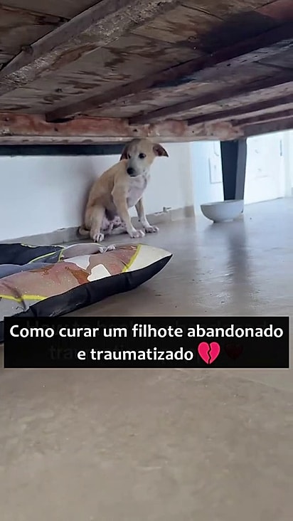 O cãozinho estava aterrorizado com o novo local.