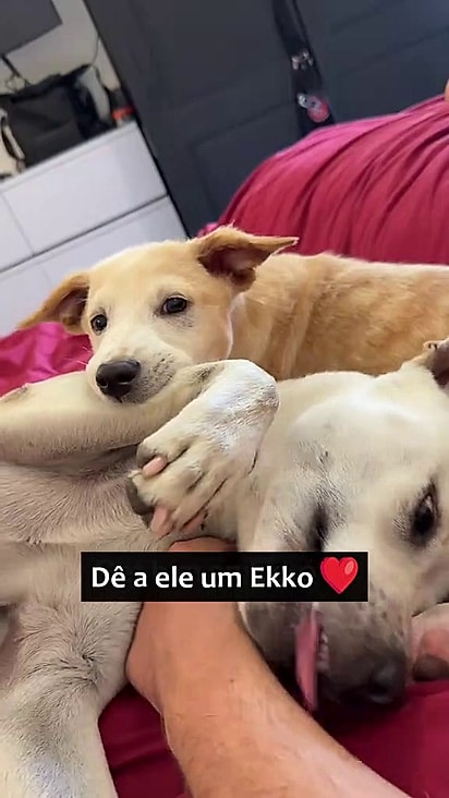Ekko mostrou que Peanut podia confiar nos humanos.