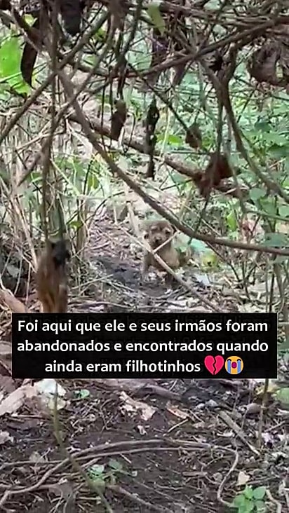 Peanut e os irmãos foram resgatados vivendo no mato.