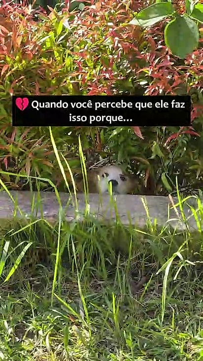 O filhote estava acostumado a viver escondido entre folhagens.