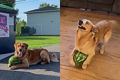 Conheça Goosey, o golden retriever que tem hiperfoco em melancias e está viralizando online